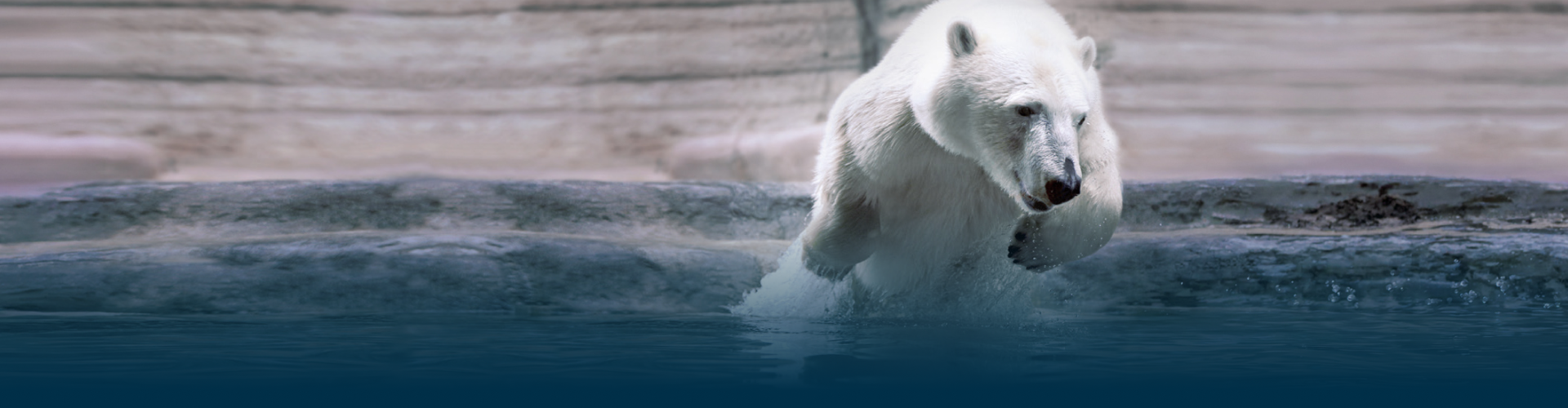Eisbär