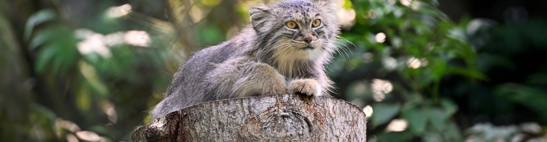 Manul