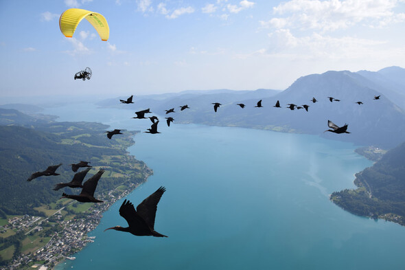 Mehrere Waldrappe beim geführten Überflug.