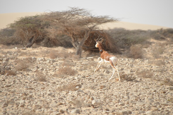 Eine Mhorgazelle in den Steppen von Marokko.