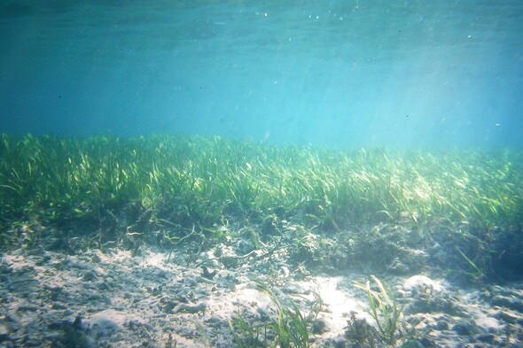 Wiederaufgeforstete Seegraswiesen