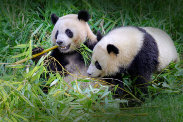 spende_artenschutz_grosser_panda