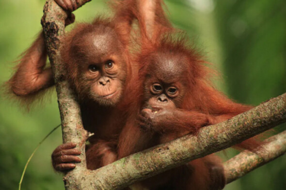 spende_artenschutz_orang_utan