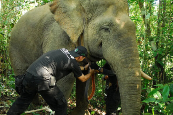 spende_artenschutz_sumatra_elefant