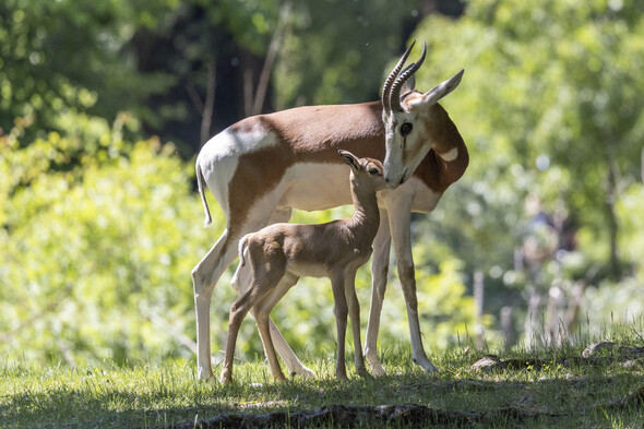 Eine Mhorrgazelle kümmert sich um ihr Jungtier.