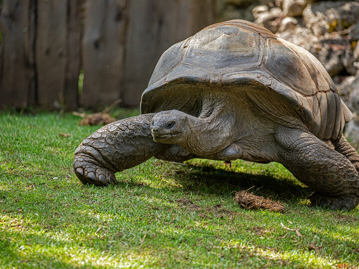 Eine Aldabra-Riesenschildkröte geht über grünes Gras.
