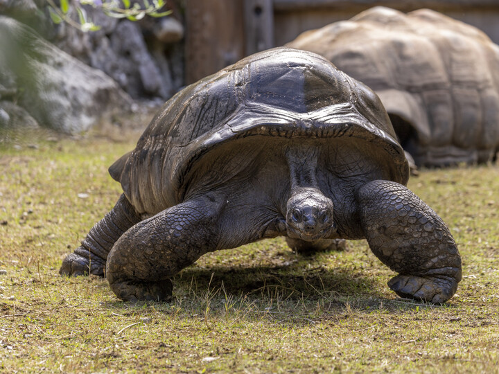 Eine Aldabra Riesenschildkröte auf der Außenanlage.