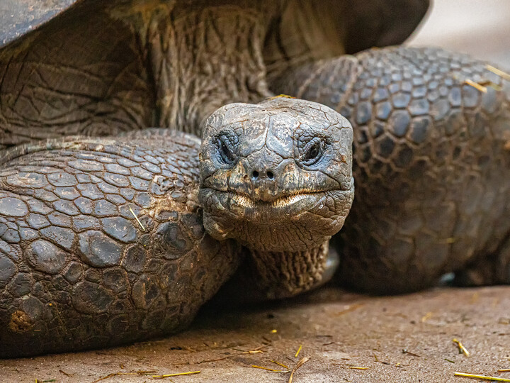 Der Kopf sowie die Vorderbeine einer Aldabra Riesenschildkröte.