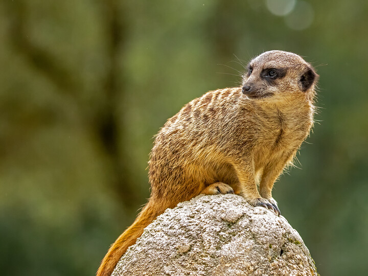 Ein Erdmännchen sitzt auf einem Stein.