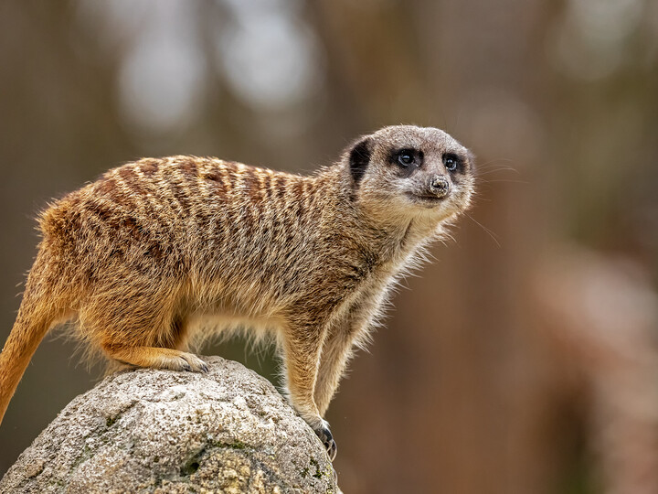 Ein Erdmännchen sitzt auf einem Stein und hält Ausschau.
