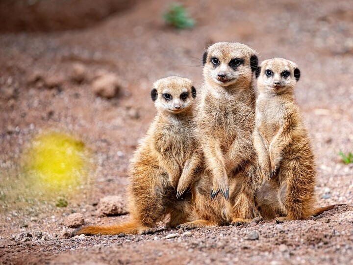 Eine Gruppe von Erdmännchen steht beieinander.