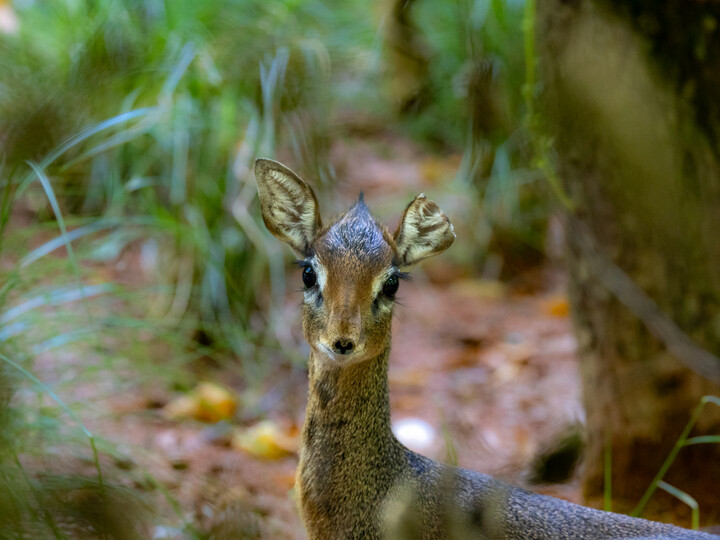 Ein Kirk-Dikdik steht zwischen grünen Pflanzen