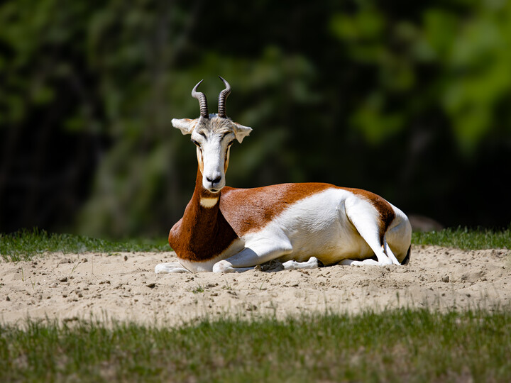 Mhorrgazelle liegt auf grünem Grasboden