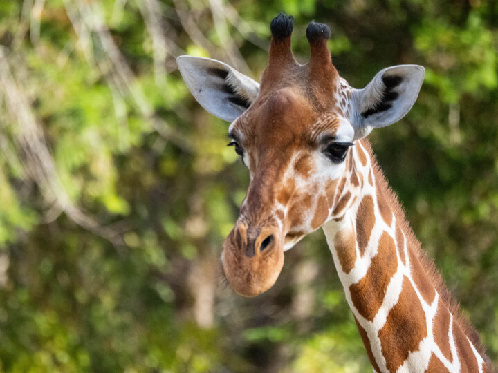 Netzgiraffe im Tierpark Hellabrunn auf der Außenanlage im Sommer