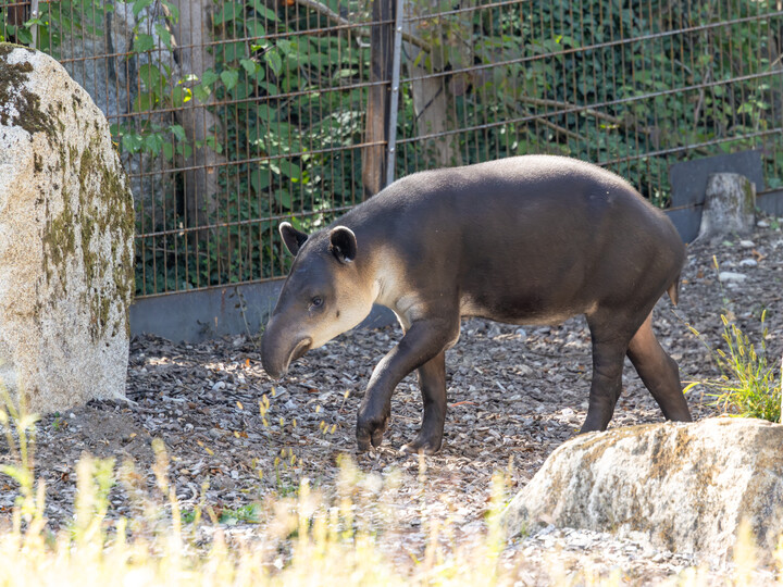 Der mittelamerikanische Tapir Matteo