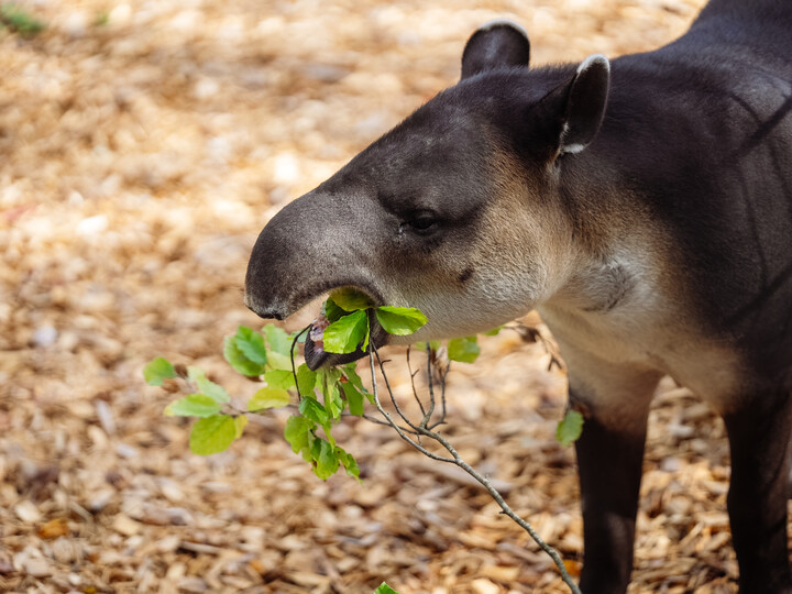 Ein mittelamerikanischer Tapir mit einem Ast im Mund.