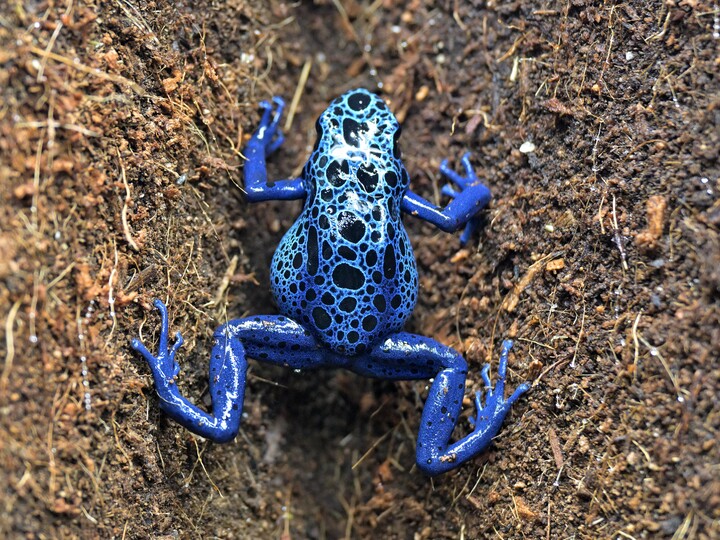 2025-11-08_Blauer-Baumsteiger_Birgit_Mohr