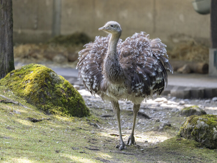 2026-06-30_Darwin-Nandu-4_Julien-Huber 