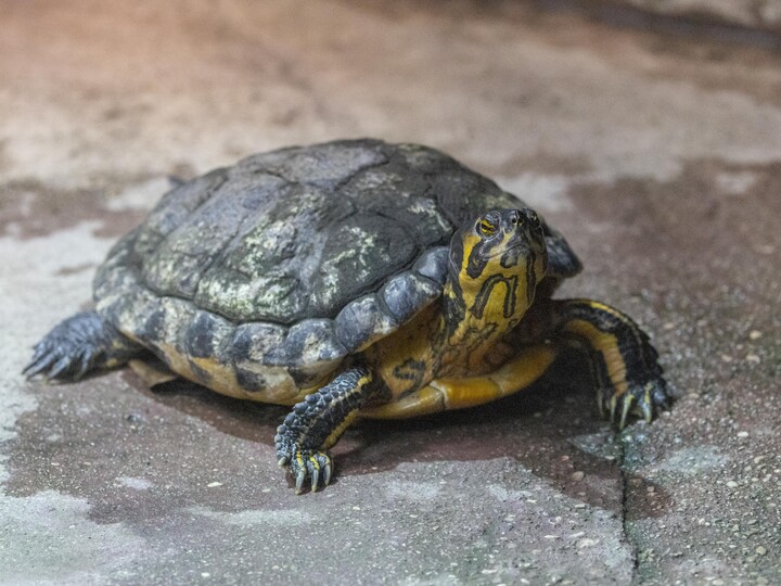 2026-06-30_Gelbwangen-Schmuckschildkröte-1_Julien-Huber