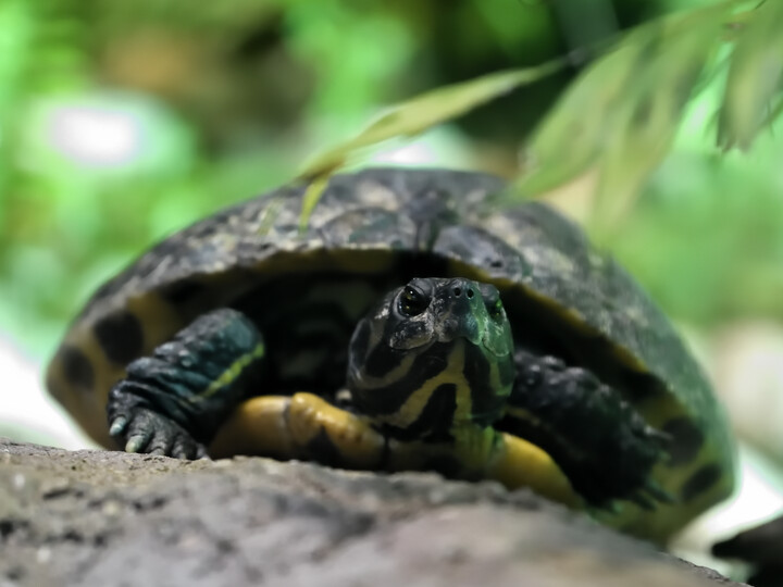 Gelbwangen-Schmuckschildkröte_GemmaBorrell