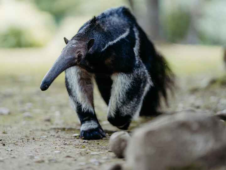 Grosser Ameisenbär
