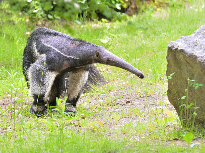 Grosser Ameisenbär