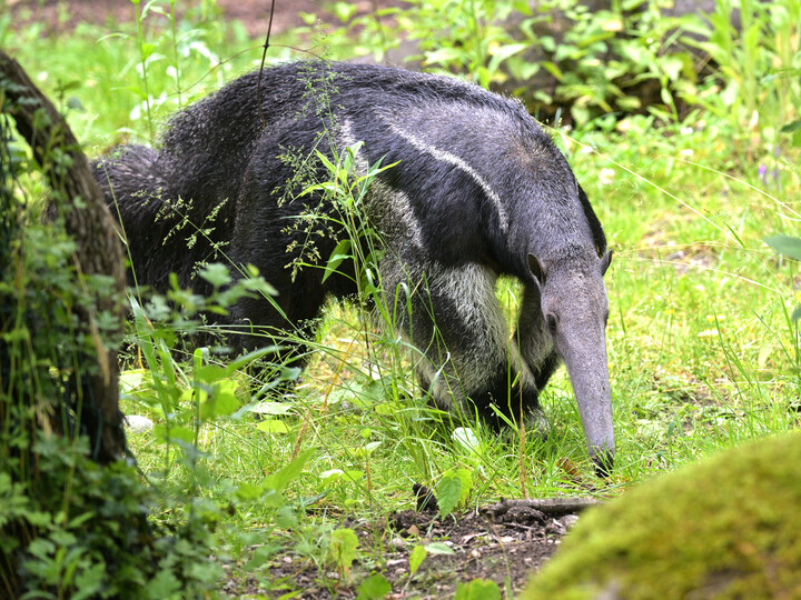 Grosser Ameisenbär