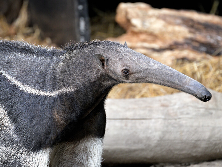 Grosser Ameisenbär