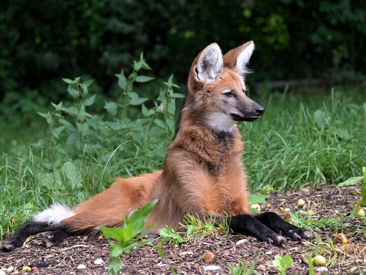 Ein Mähnenwolf liegt auf der Außenanlage und schaut aufmerksam