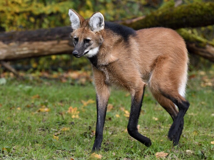 Ein Mähnenwolf geht über die Außenanlage
