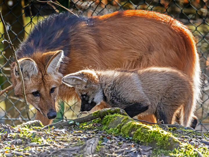 Eine Mähnenwolfmutter mit ihrem Jungtier auf der Außenanlage