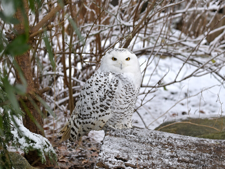 Schneeeule_Birgit Mohr
