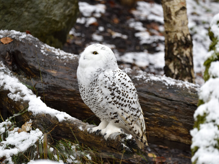 Schneeeule_Gemma_Borrell