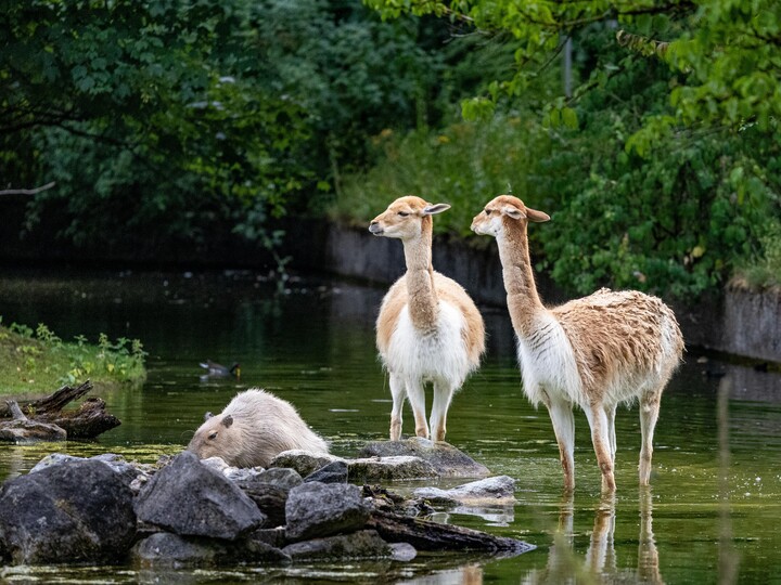 Zwei Vikunjas stehen auf der Außenaanlge im Wasser