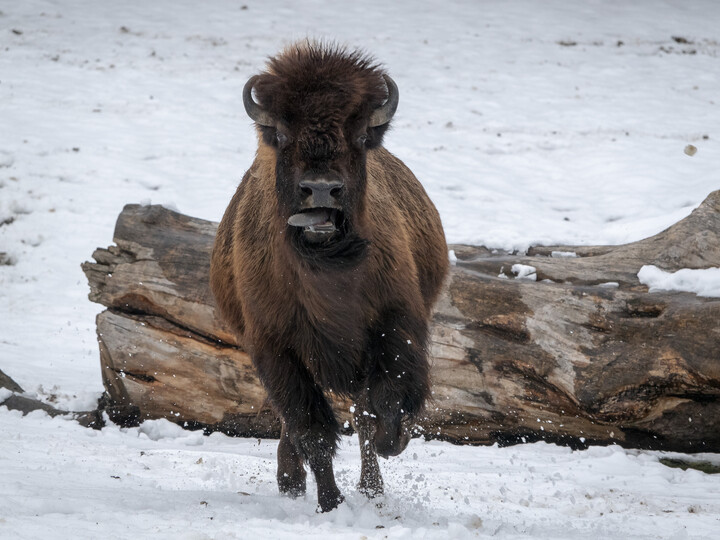 Bison3_schnee_FranWiesner