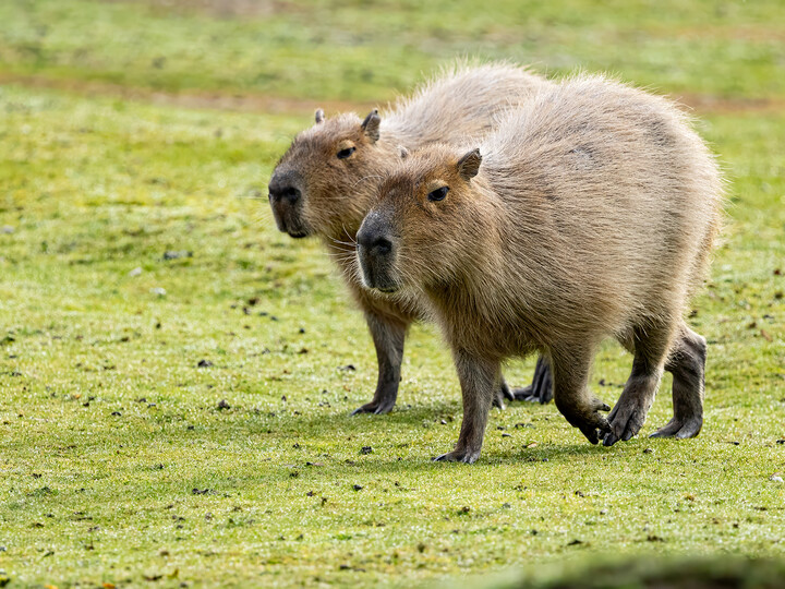 2025-11-16_Wasserschwein_Maria_Fencik (1)