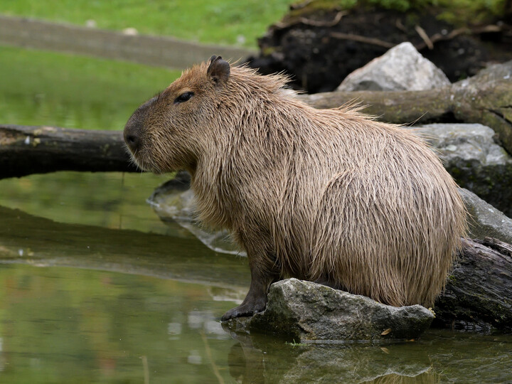 Wasserschwein_Hellabrunn_2020_Gemma Borrell (21)
