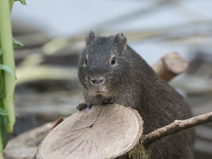 20210304_Wildmeerschweinchen_DanielaHierl_Hellabrunn