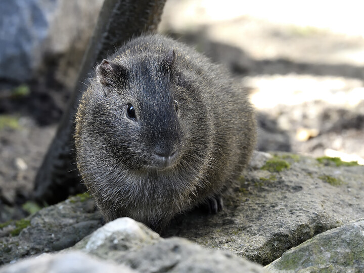 20210907_Wildmeerschweinchen_Gemma Borrell_Hellabrunn