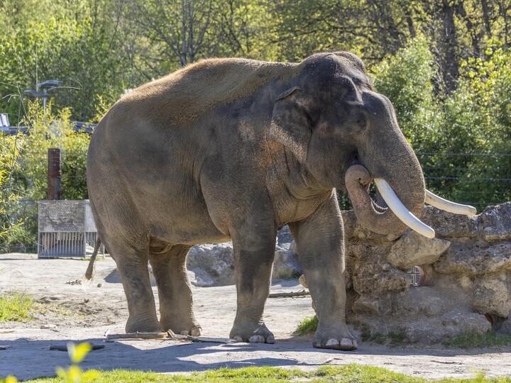 Asiatischer Elefant