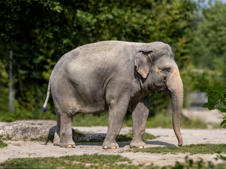 Asiatischer Elefant