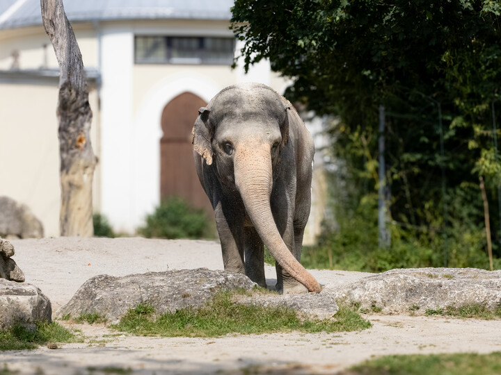 Asiatischer Elefant