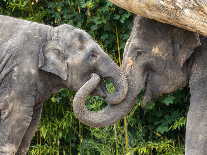 Asiatischer Elefant