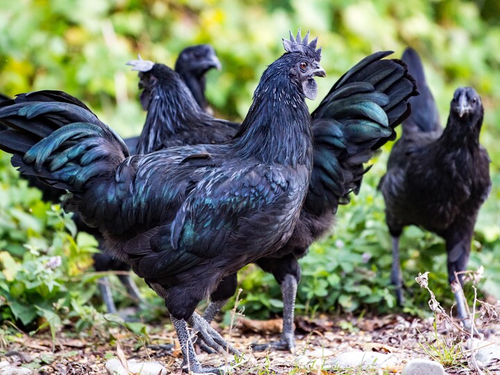 20200904_AyamCemani1_MarcMueller_Hellabrunn
