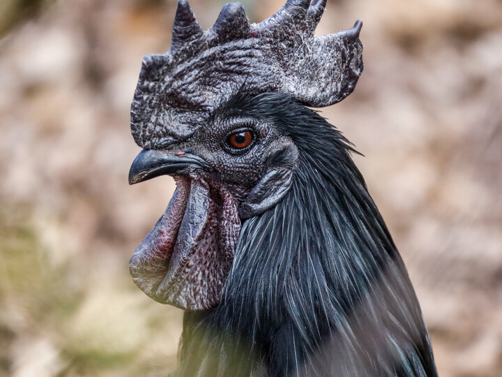 2026-03-23_Ayam-Cemani_Felix_Albrecht