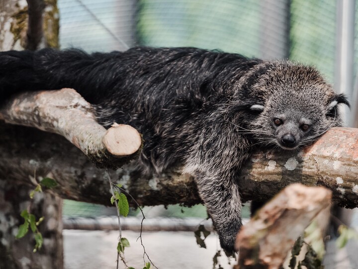 2026-06-20_Binturong4_Jan_Saurer