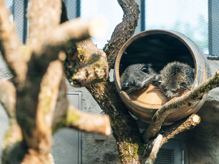 2026-06-25_Binturong-2_Jan-Saurer