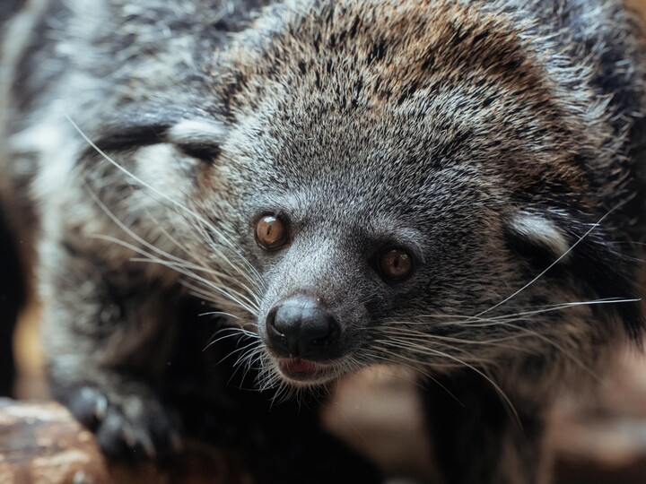 Binturong_Jan-Saurer