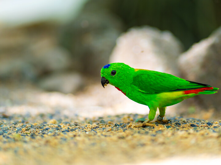 iStock-1281834087 Blaukrönchen