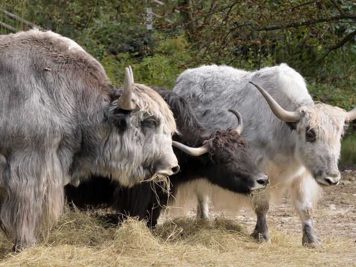 20201008_Yak_GemmaBorrell_Hellabrunn